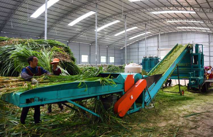 依托草產業優勢，構建優質牧草全產業鏈 草產品深加工與肉牛羊飼料牧草協同發展